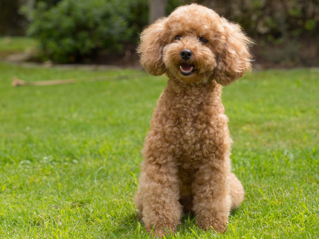 Manada De Caniche Toy Del Criadero Castro De Oro