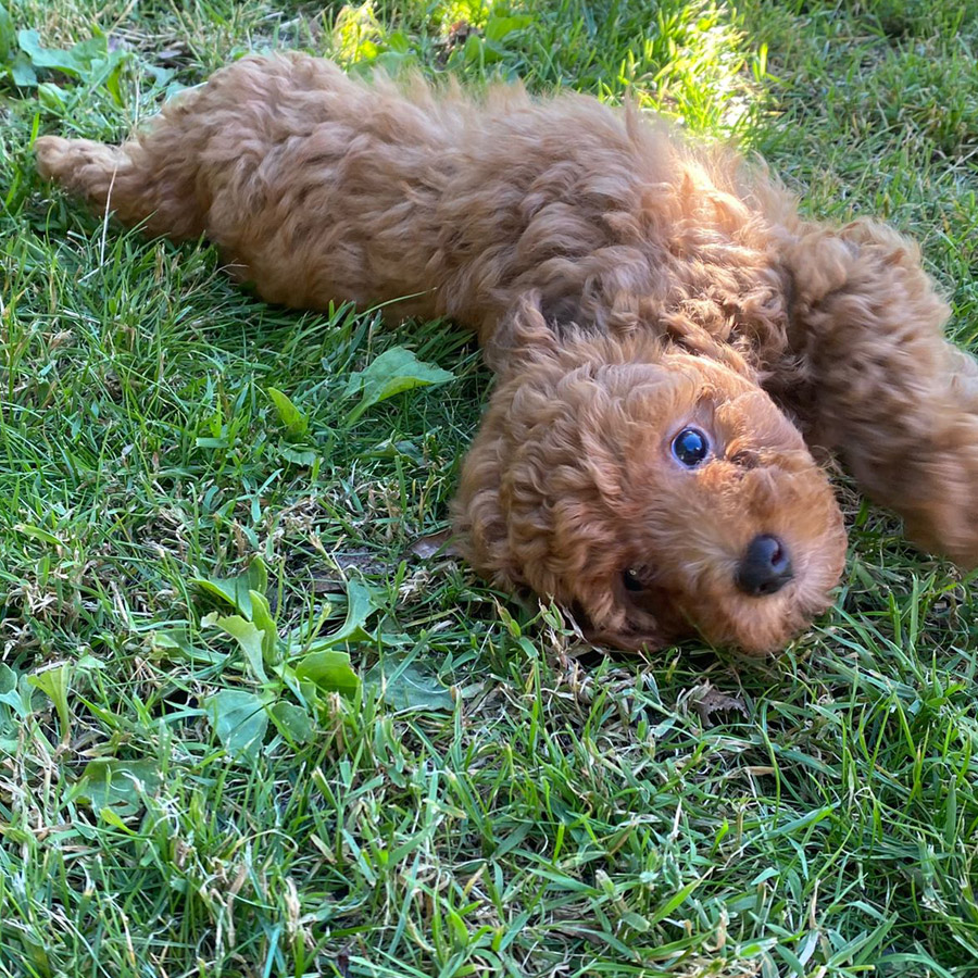 Cachorro de caniche toy Castro de oro